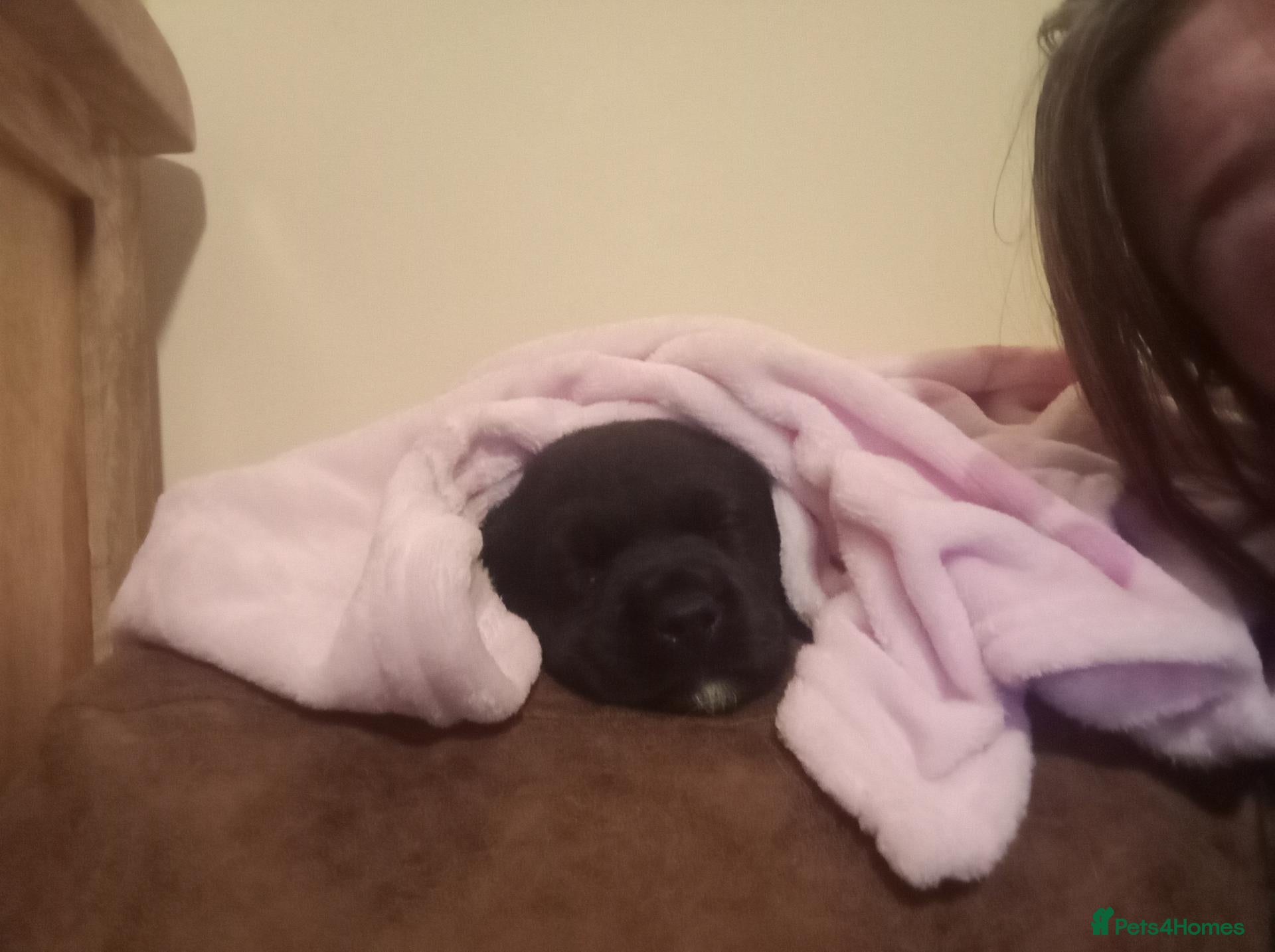 Labrador Retriever dogs 6 stunning female labrador puppies - Advert 1