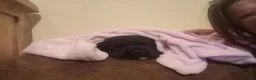 Labrador Retriever dogs for sale: 6 stunning female labrador puppies - Advert 8