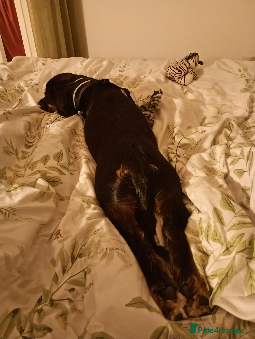 Mixed Breed dogs for sale: 6 month old mix (Frenchie/Springer)  - Advert 2