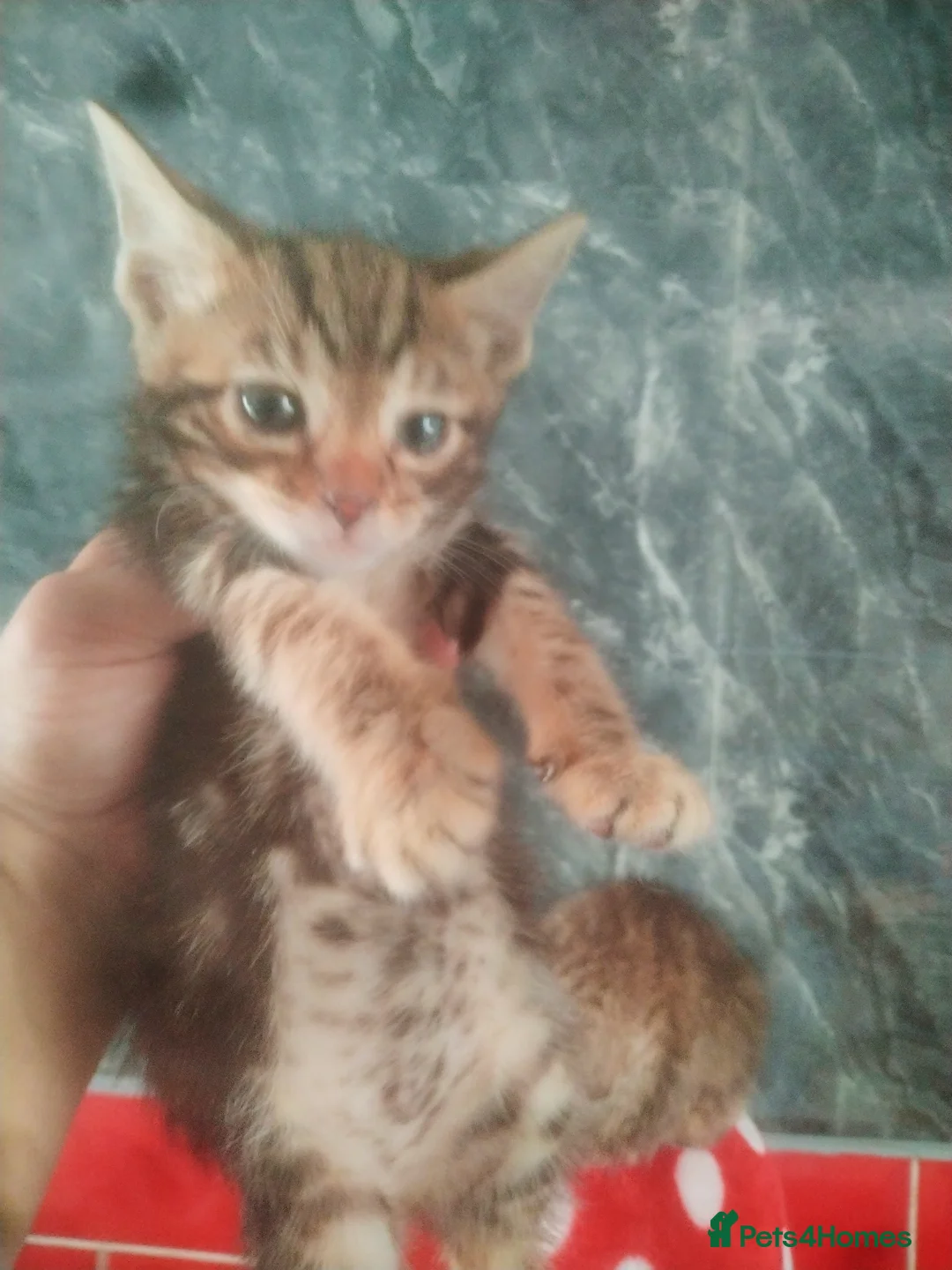 Bengal cats for sale: Bengal kittens  in Peterborough - Advert 27