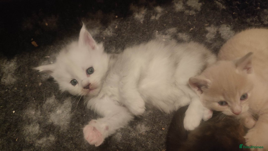 Maine Coon cats for sale: Tica Reg and fully health tested - Advert 18