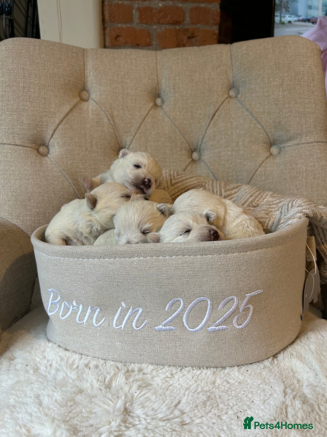West Highland Terrier dogs for sale: BEAUTIFUL KC WESTIE PUPPIES - Advert 10