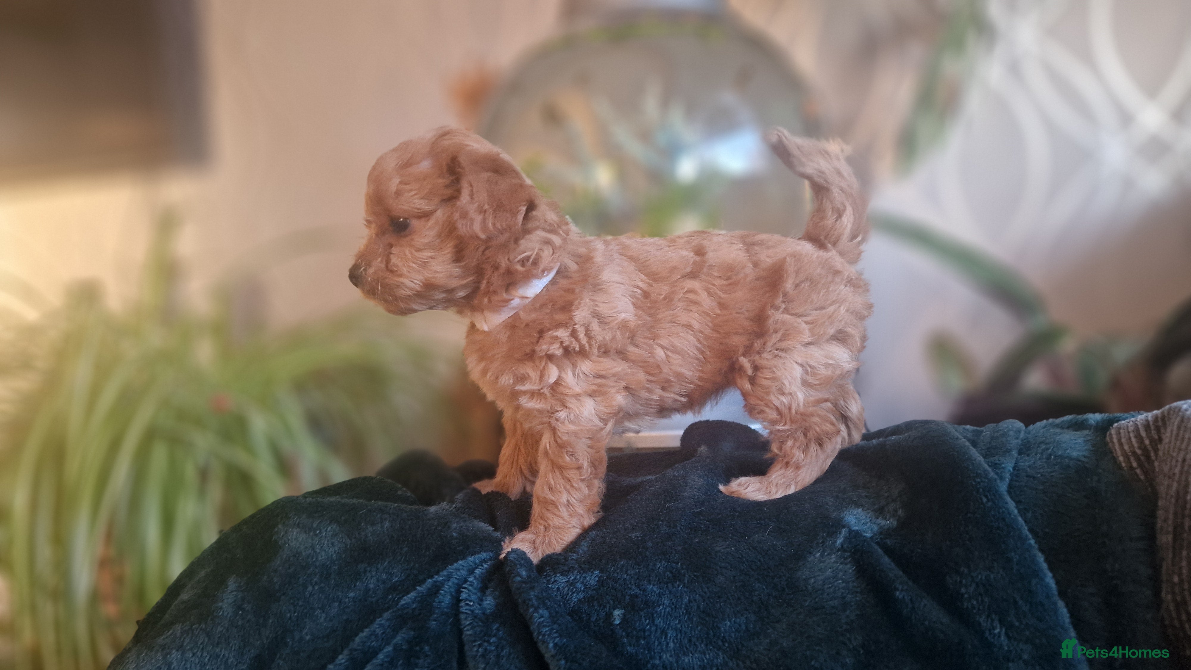 Chipoo dogs Asian chipoo  - Advert 12