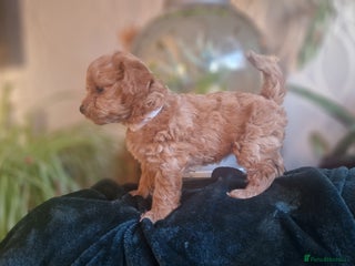 Chipoo dogs Asian chipoo - Advert 12