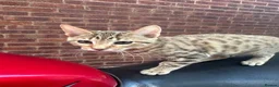 Bengal cats for sale: Bengal kittens  - Advert 4