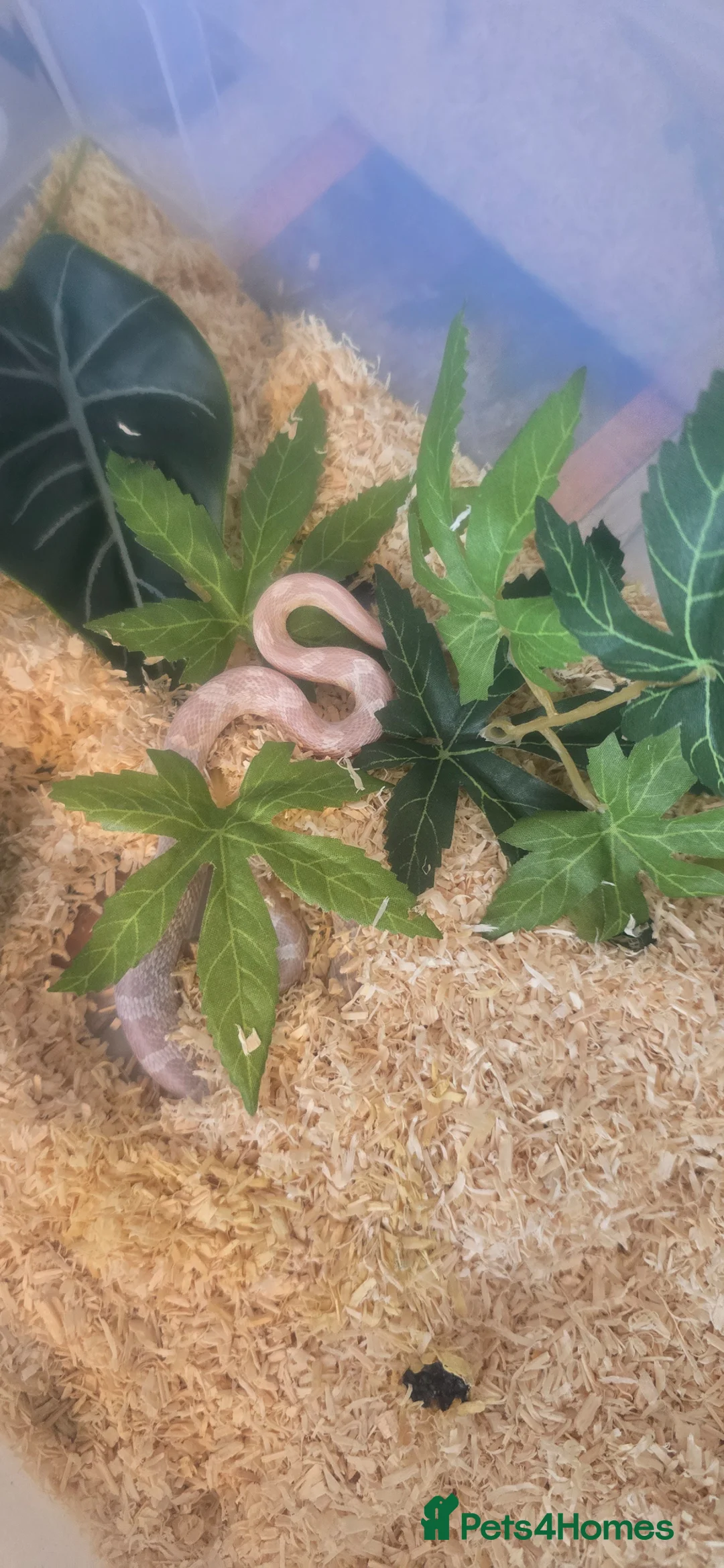 Corn Snake reptiles for sale: Corn snakes  - Advert 10