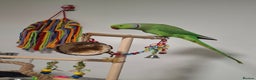 Ringnecks birds for sale: Pair Indian Ringneck - Advert 2