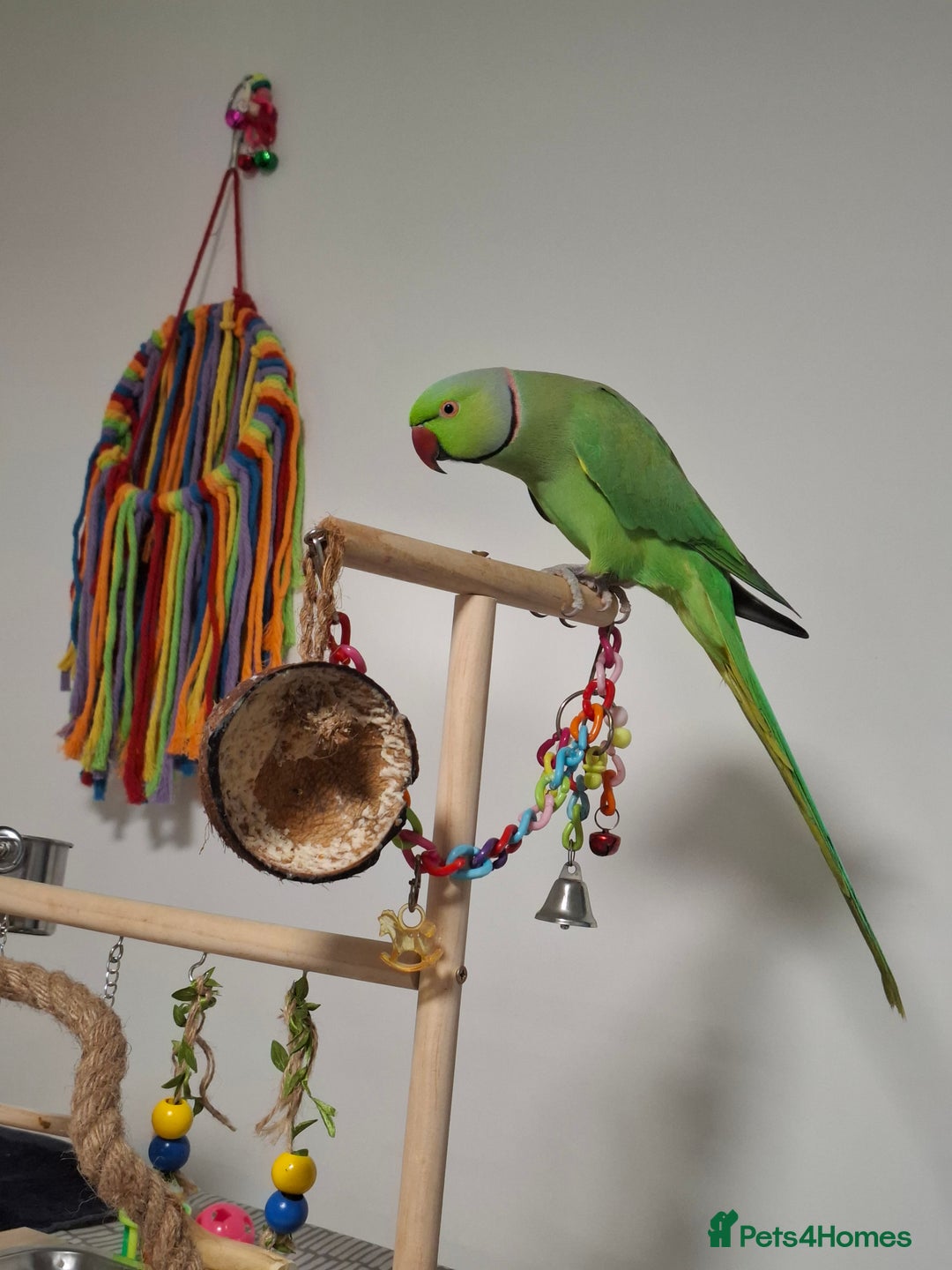 Ringnecks birds for sale: Pair Indian Ringneck - Advert 2