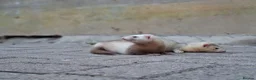 Ferret rodents for sale: Sandy jill - Advert 3