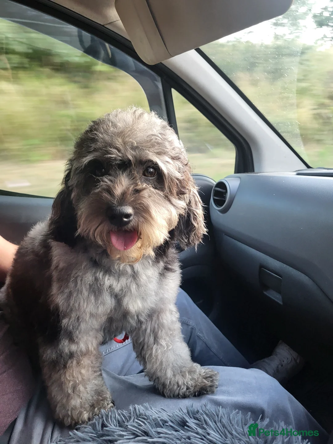 Cavapoo dogs for stud: Extensively DNA tested CAVAPOO Stud  - Advert 6