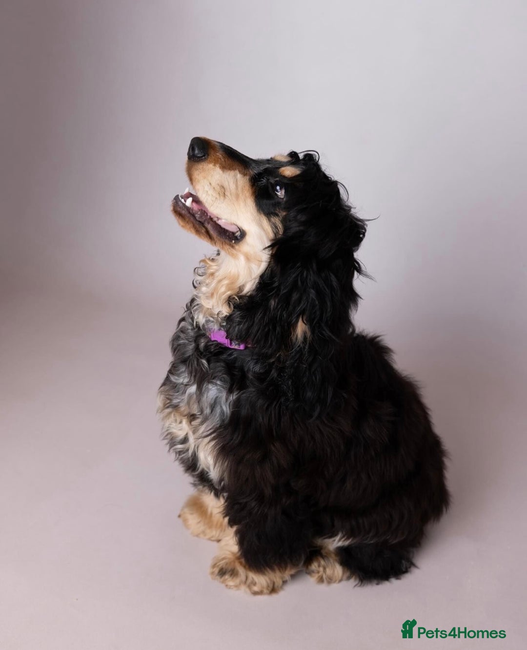 Cocker Spaniel dogs for sale: Show Cocker Spaniel pups KC reg - Image 11