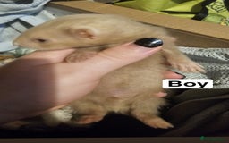 Ferret rodents for sale: 2 baby/kit ferrets to a good home - Image 2