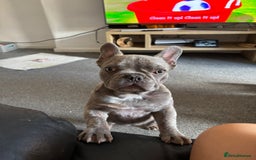 French Bulldog dogs for sale: French bulldog female  in Hamilton - Image 7