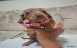 Miniature Dachshund dogs for sale: 5 miniature dachshund - Image 15