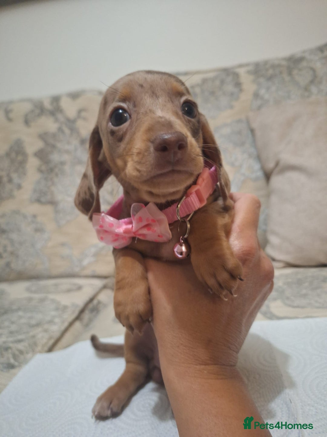 Miniature Dachshund dogs for sale: 5 miniature dachshund - Image 15