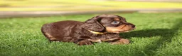 Cocker Spaniel dogs for sale: Beautiful pups in Durham - Advert 18