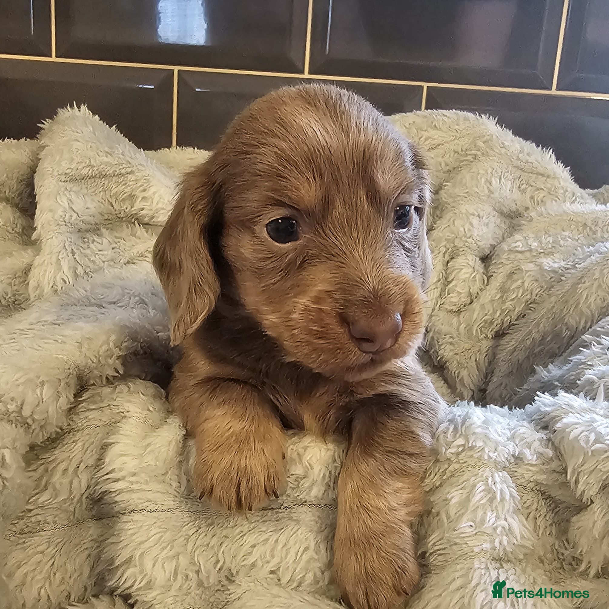 Miniature Dachshund dogs Miniature Dachshund KC Reg Longhair Isabella & Tan - Advert 6