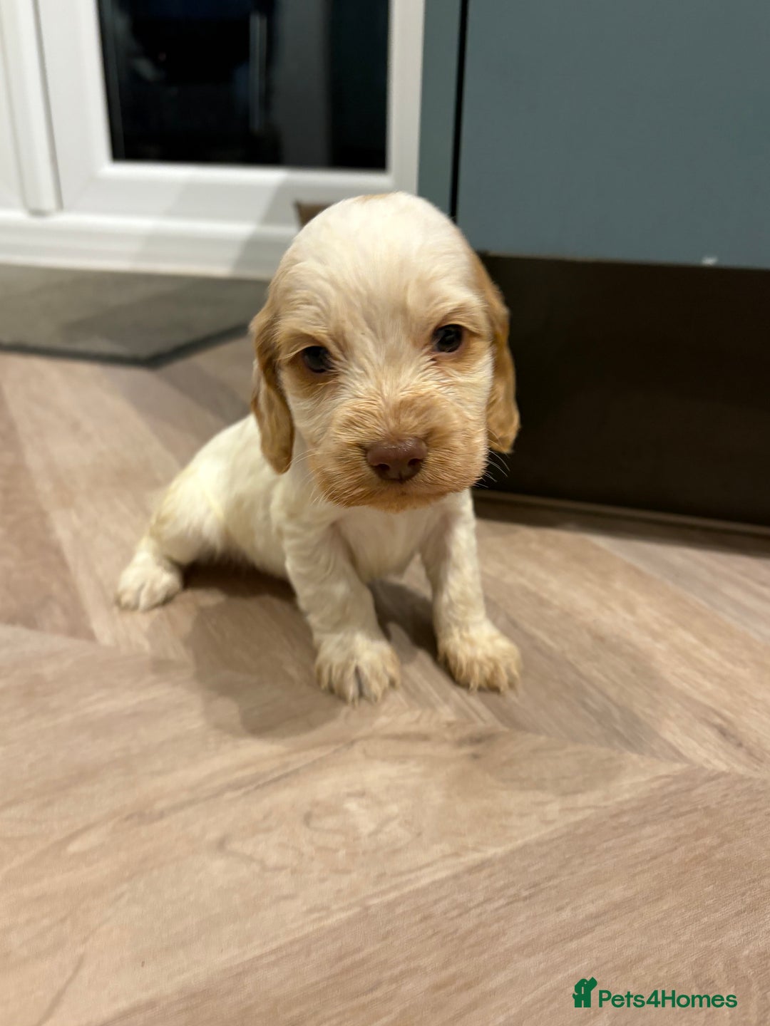 Cocker Spaniel dogs for sale: Adorable cocker spaniel puppies  - Advert 11