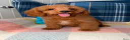 Cavapoo dogs for sale: Stunning Red Cavapoo Puppies Ready Now - Advert 11