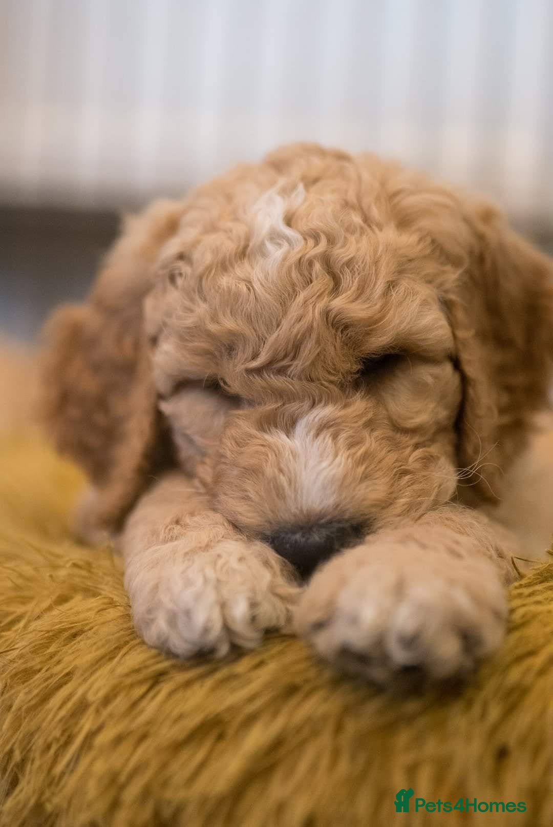 Goldendoodle dogs Exceptional Health tested Goldendoodle puppies - Advert 1