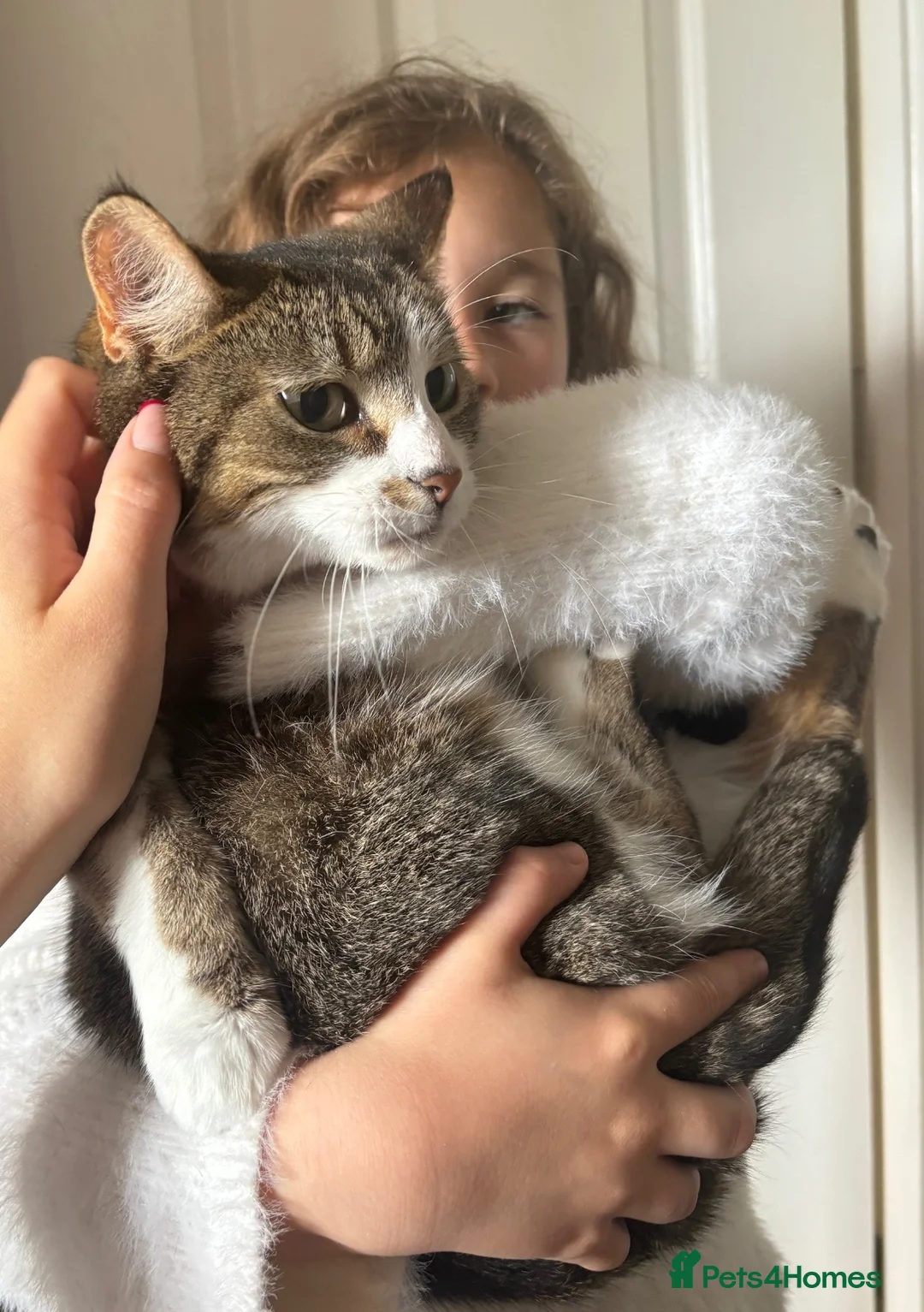 Mixed Breed cats for sale: Affectionate cat - Advert 1