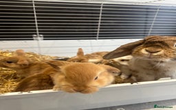 Mini Lop rabbits for sale: Mini lop babies for sale. Ready October 18th - Image 22