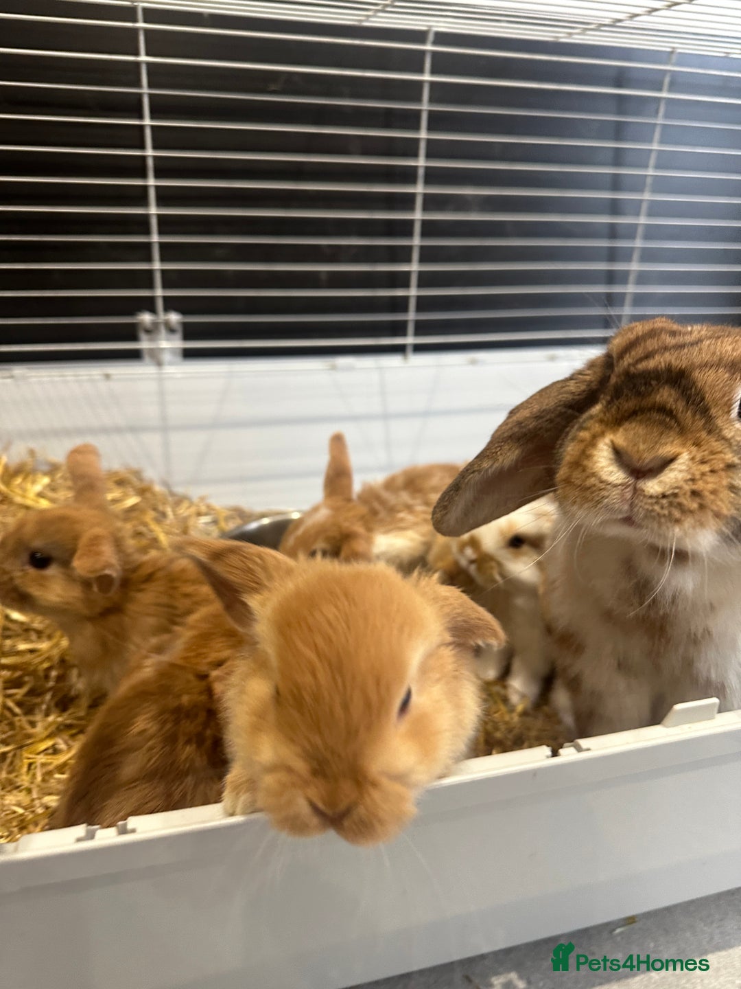 Mini Lop rabbits for sale: Mini lop babies for sale. Ready October 18th - Image 22
