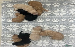 Poochon dogs for sale: Poochon puppies - Image 5
