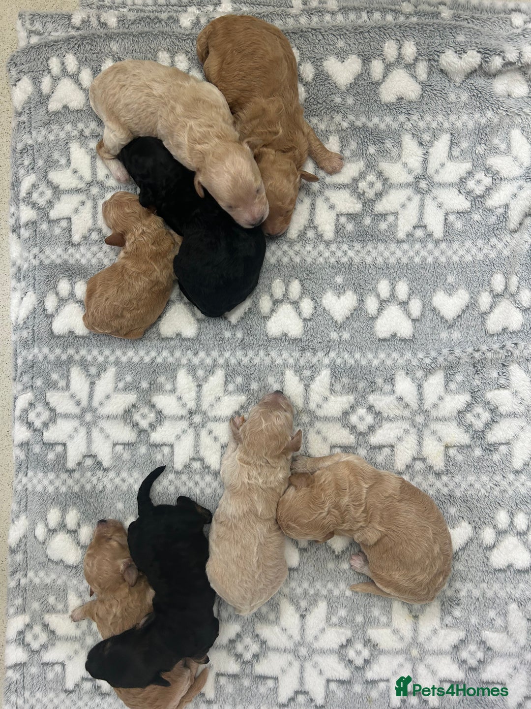 Poochon dogs for sale: Poochon puppies - Image 5