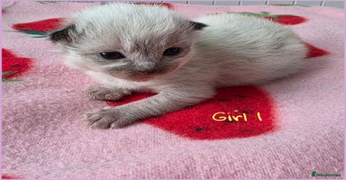 Ragdoll cats - Advert 9