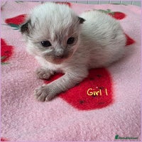 Ragdoll cats - Advert 9