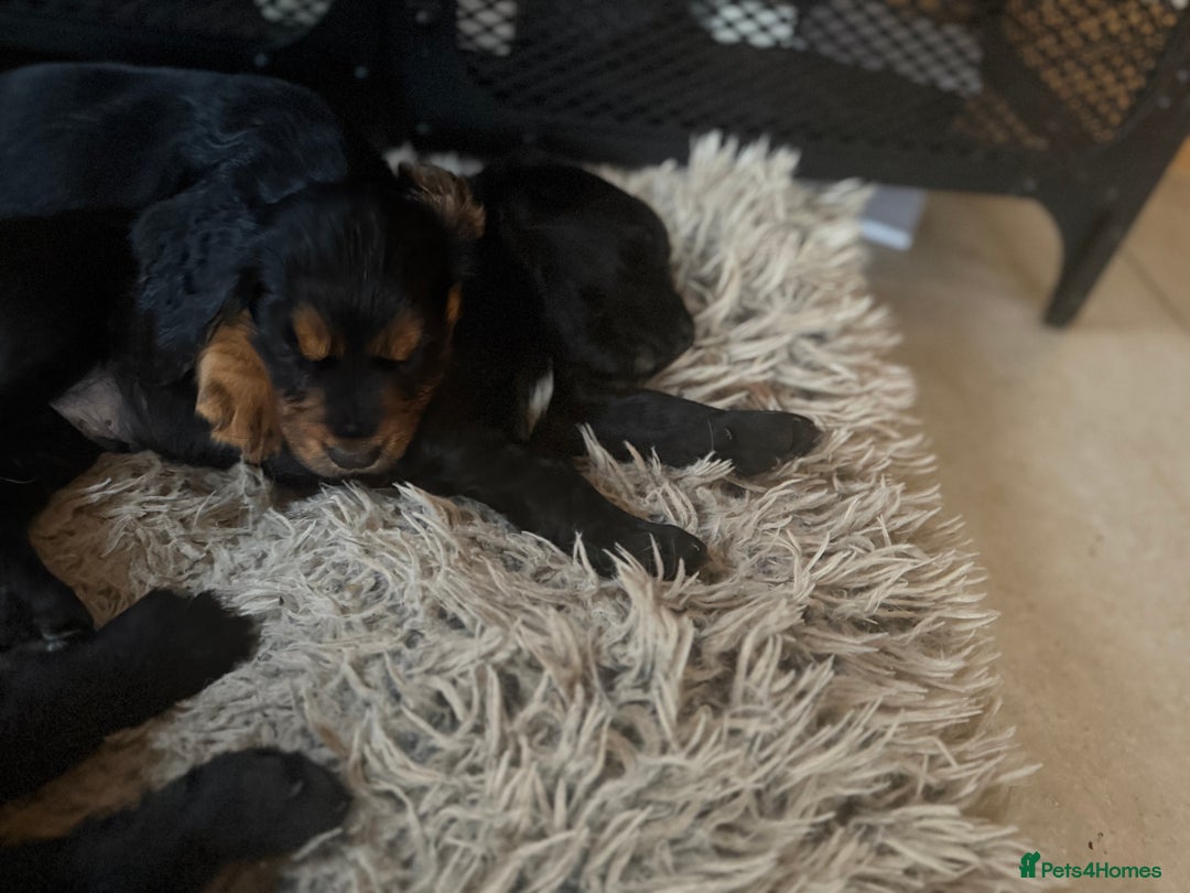 Cocker Spaniel dogs for sale: Working cocker spaniels  - Image 27