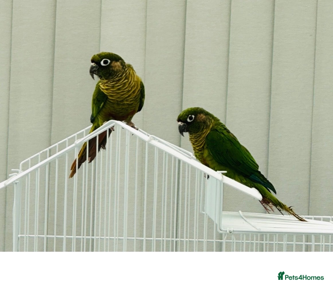 Conures birds Proven Breeding Pair of Conures. - Advert 1