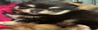 Pomeranian Puppy 1