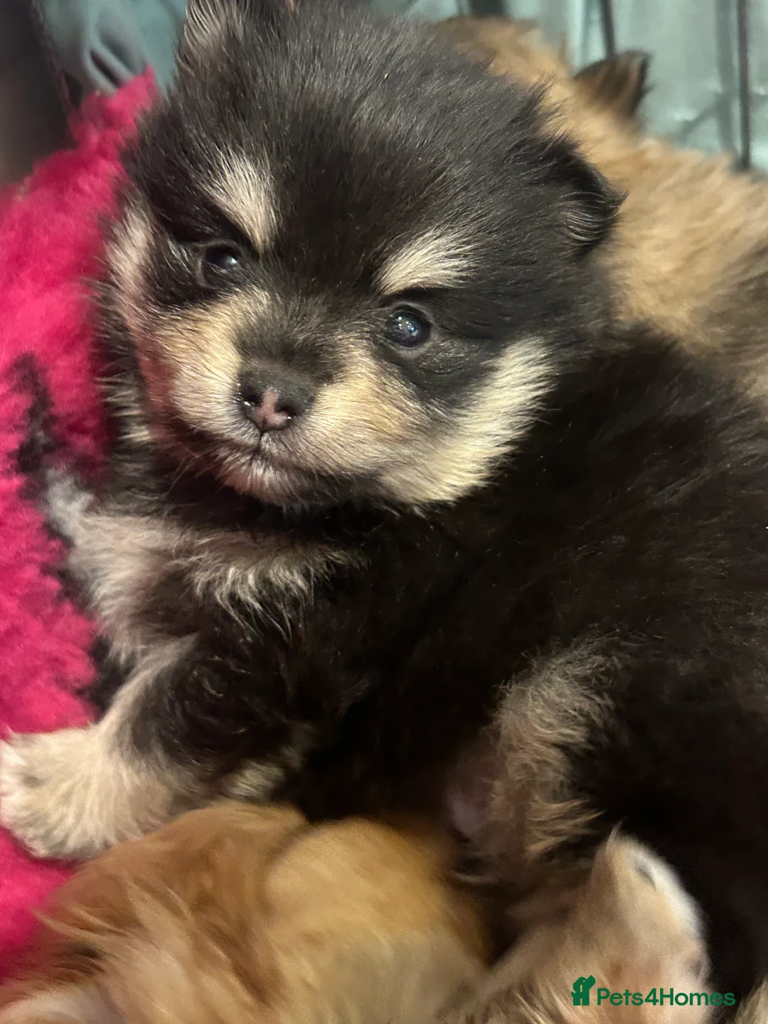 Pomeranian dogs for sale: Kc reg stunning pomeranian puppies  - Advert 23