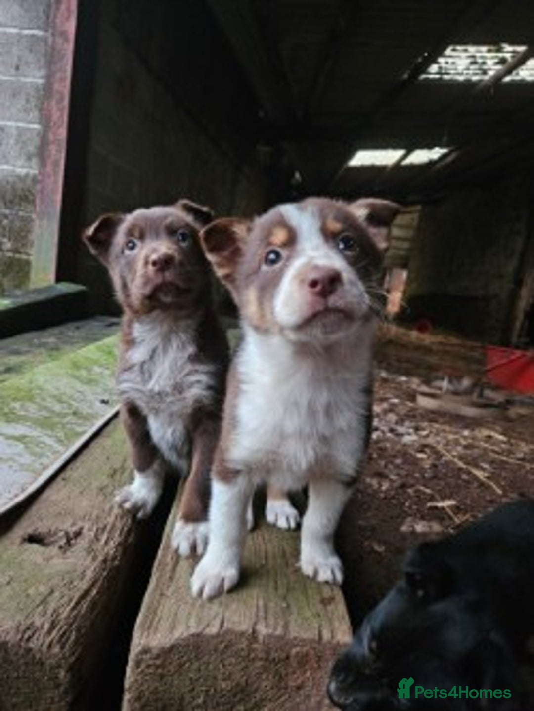 Mixed Breed dogs for sale: brown collie puppies (1 black) - Advert 4