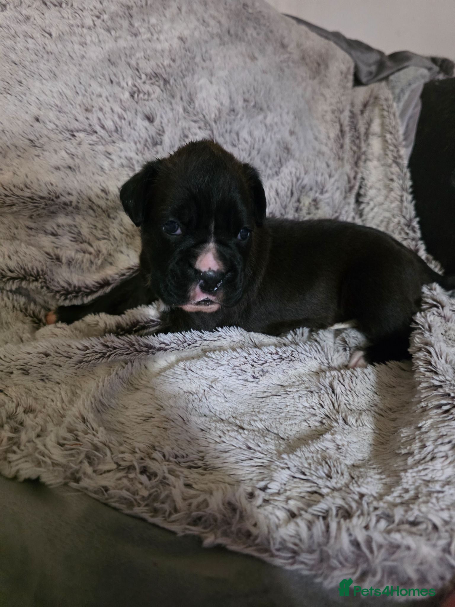 Boxer dogs 1 dark flashy brindle girl come take a look - Advert 16