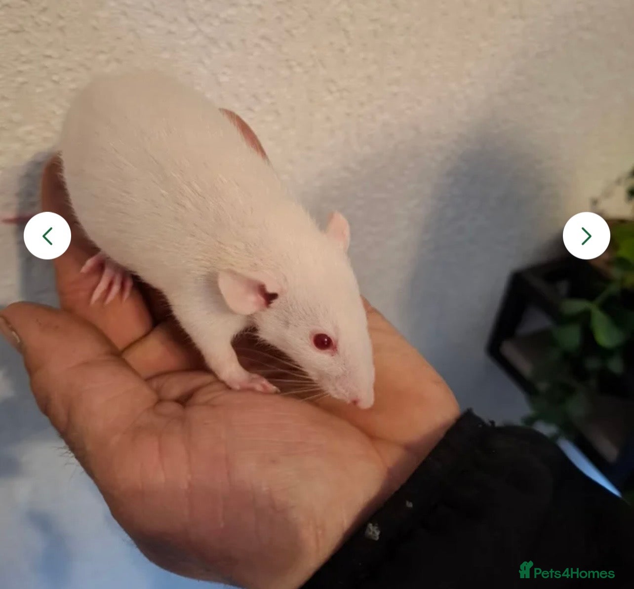 Rat rodents 2 female rats for rehoming in bradford - Advert 1
