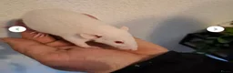 Rat rodents for sale: 2 female rats for rehoming in bradford - Advert 1