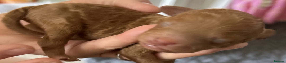 Toy Poodle Puppy 1