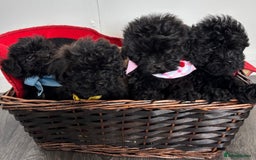 Shihpoo dogs for sale: Adorable shihpoo puppies - Image 1