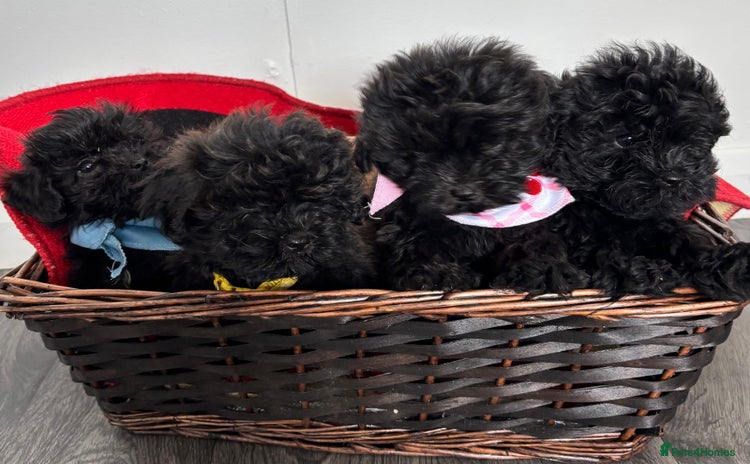 Shihpoo dogs - Advert 1