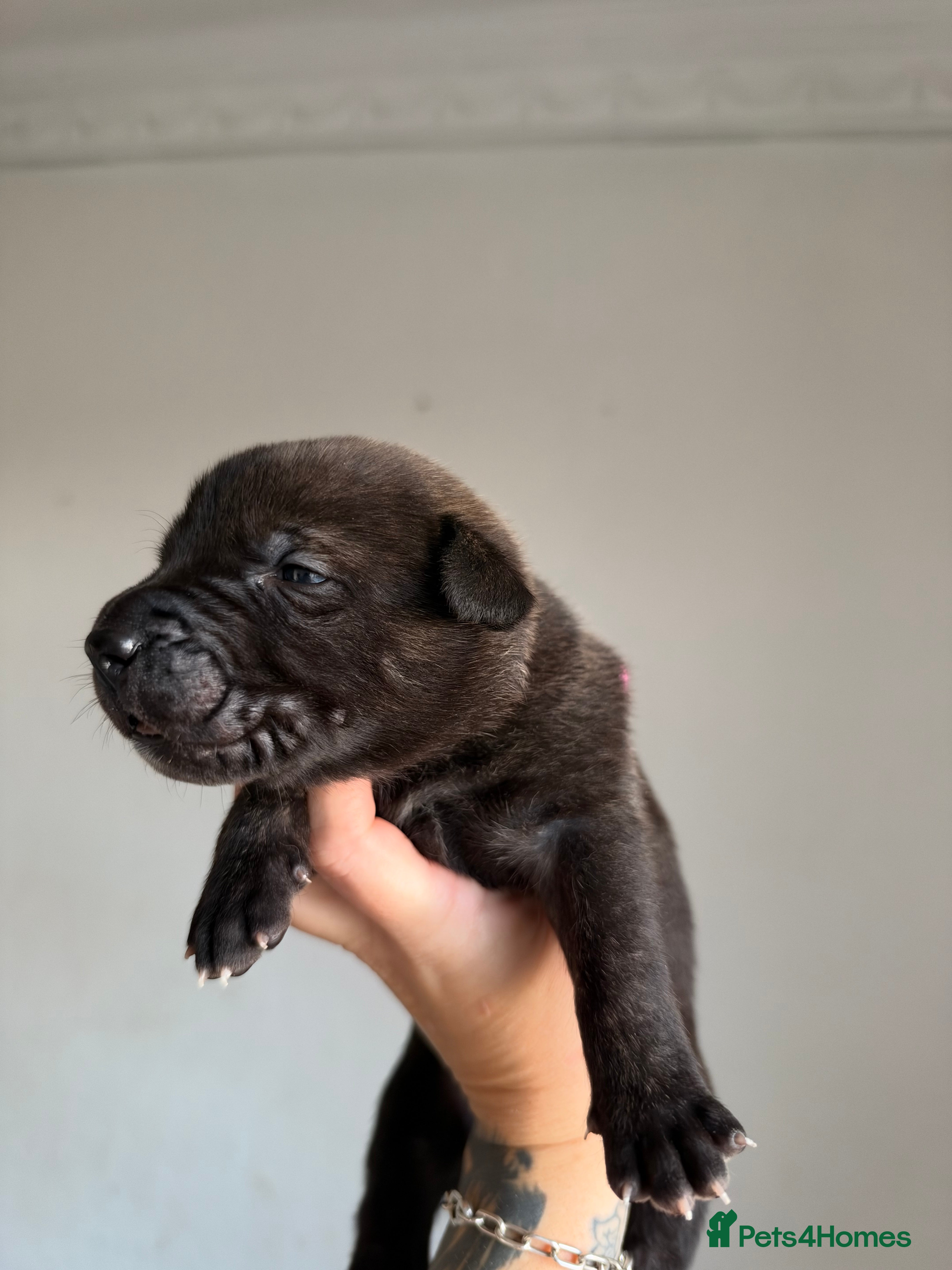 Belgian Shepherd Dog dogs for sale: Health tested dark stable but able Malinois  - Advert 2