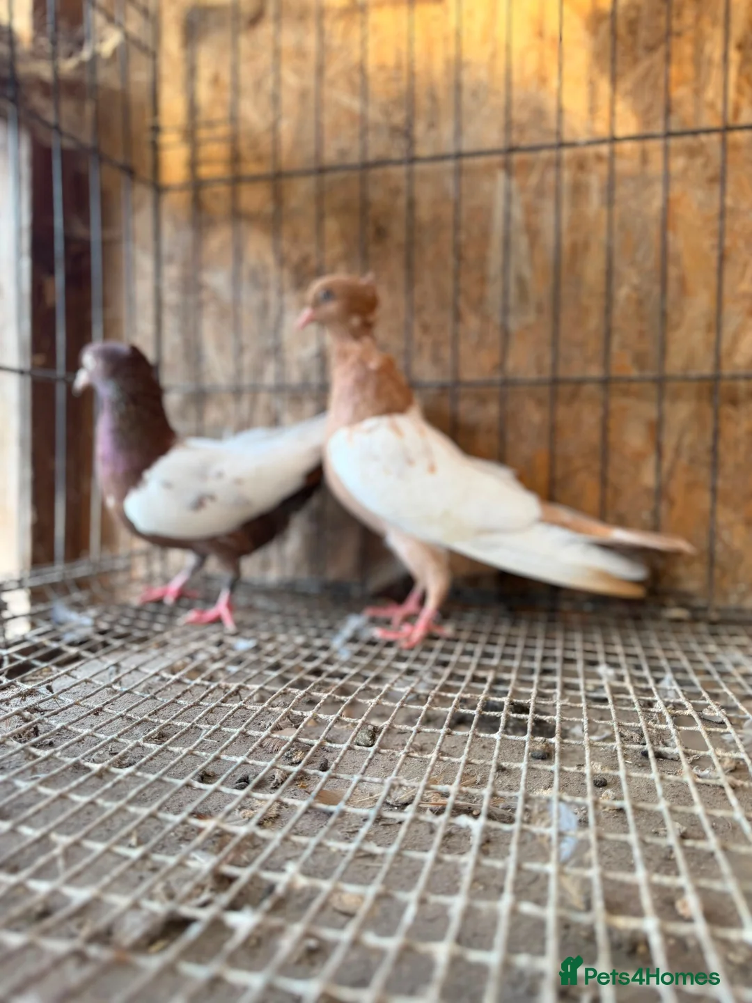 Pigeons birds for sale: IMPORTED IRANIAN SINEH PIGEONS - Advert 2