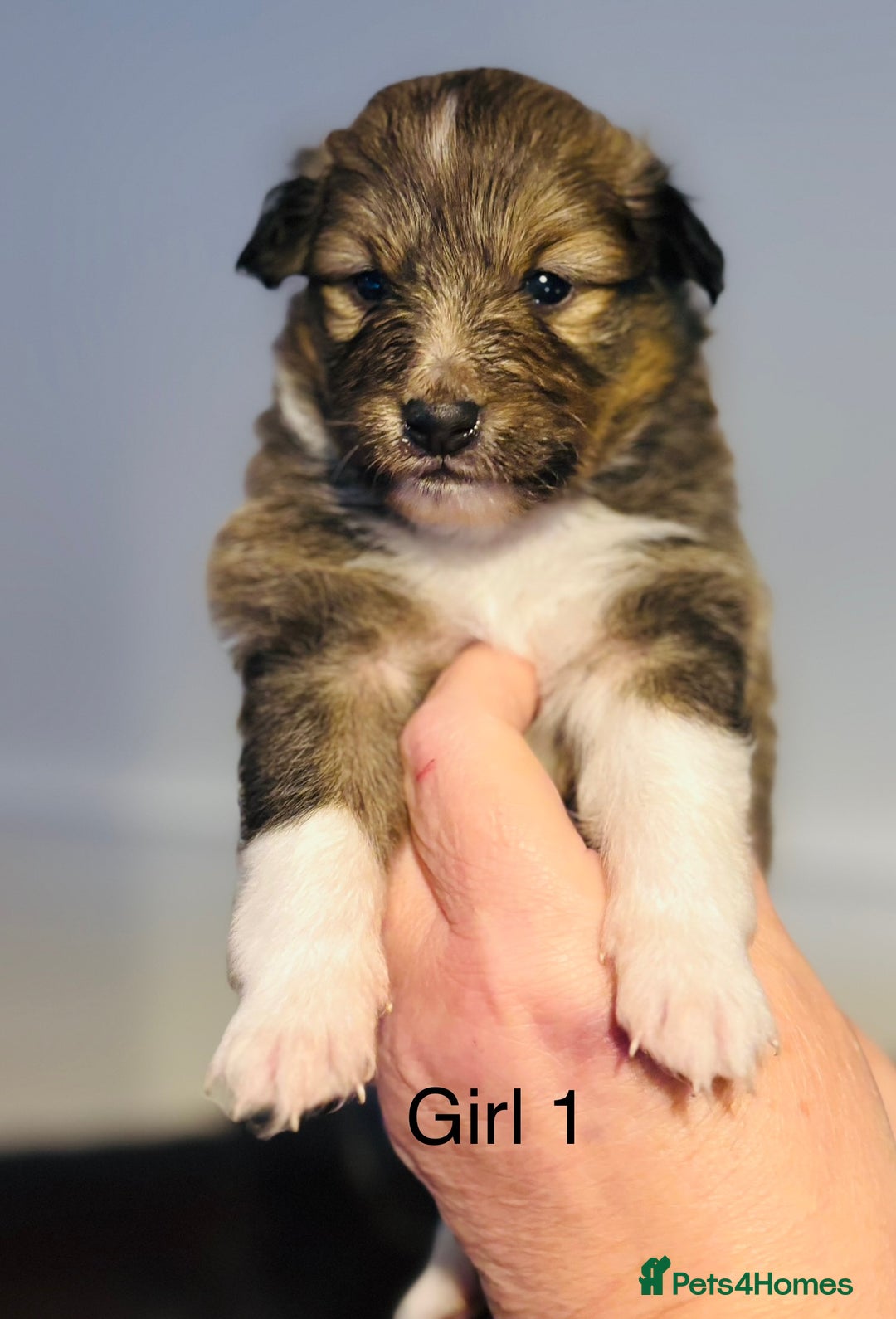 Shetland Sheepdog dogs for sale: Beautiful Shetland sheepdog puppies  - Advert 9