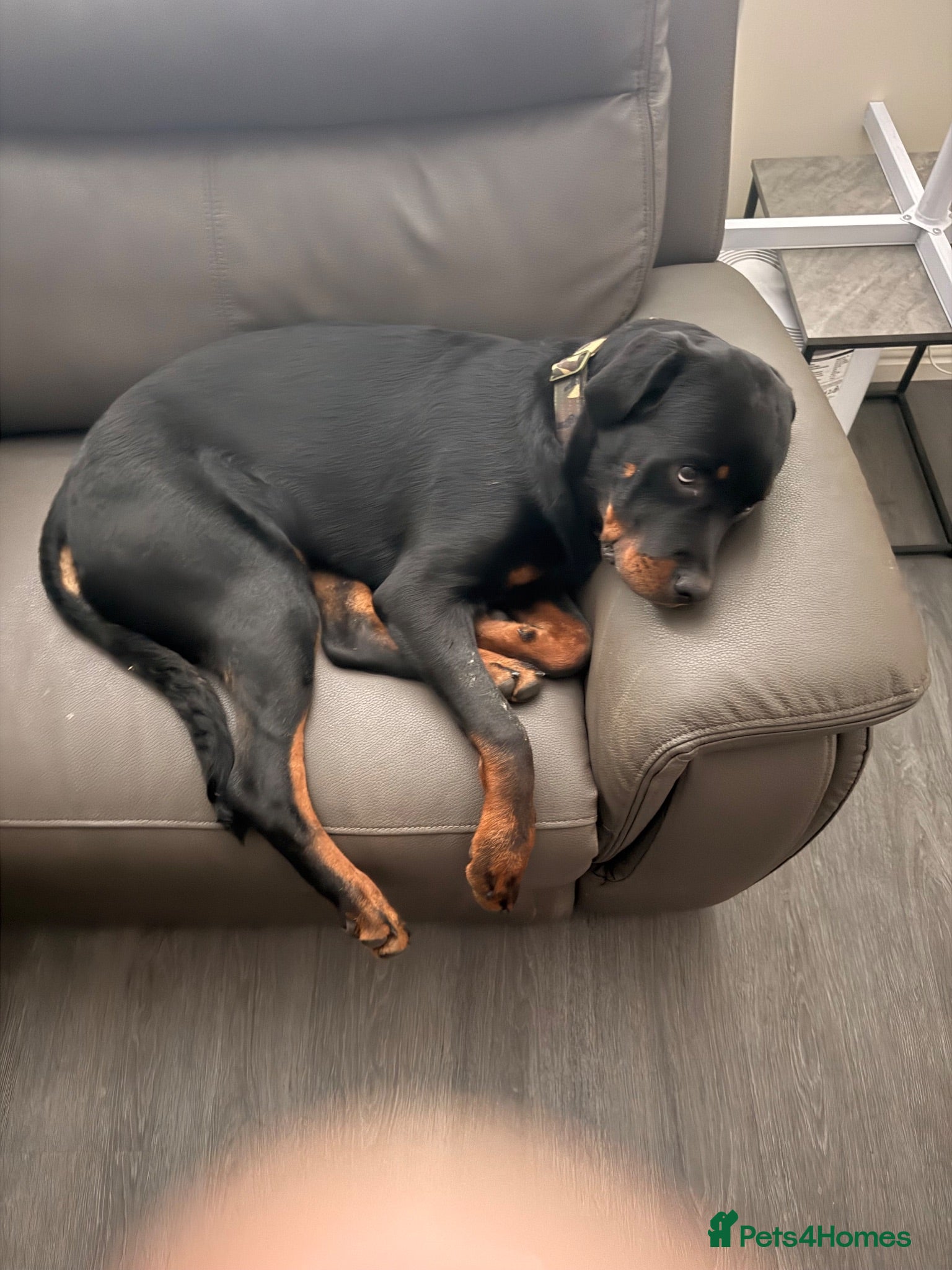 Rottweiler dogs Rottweiler puppy  - Advert 1