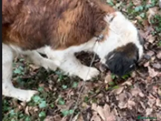 Saint Bernard dogs Text if interested - Advert 1