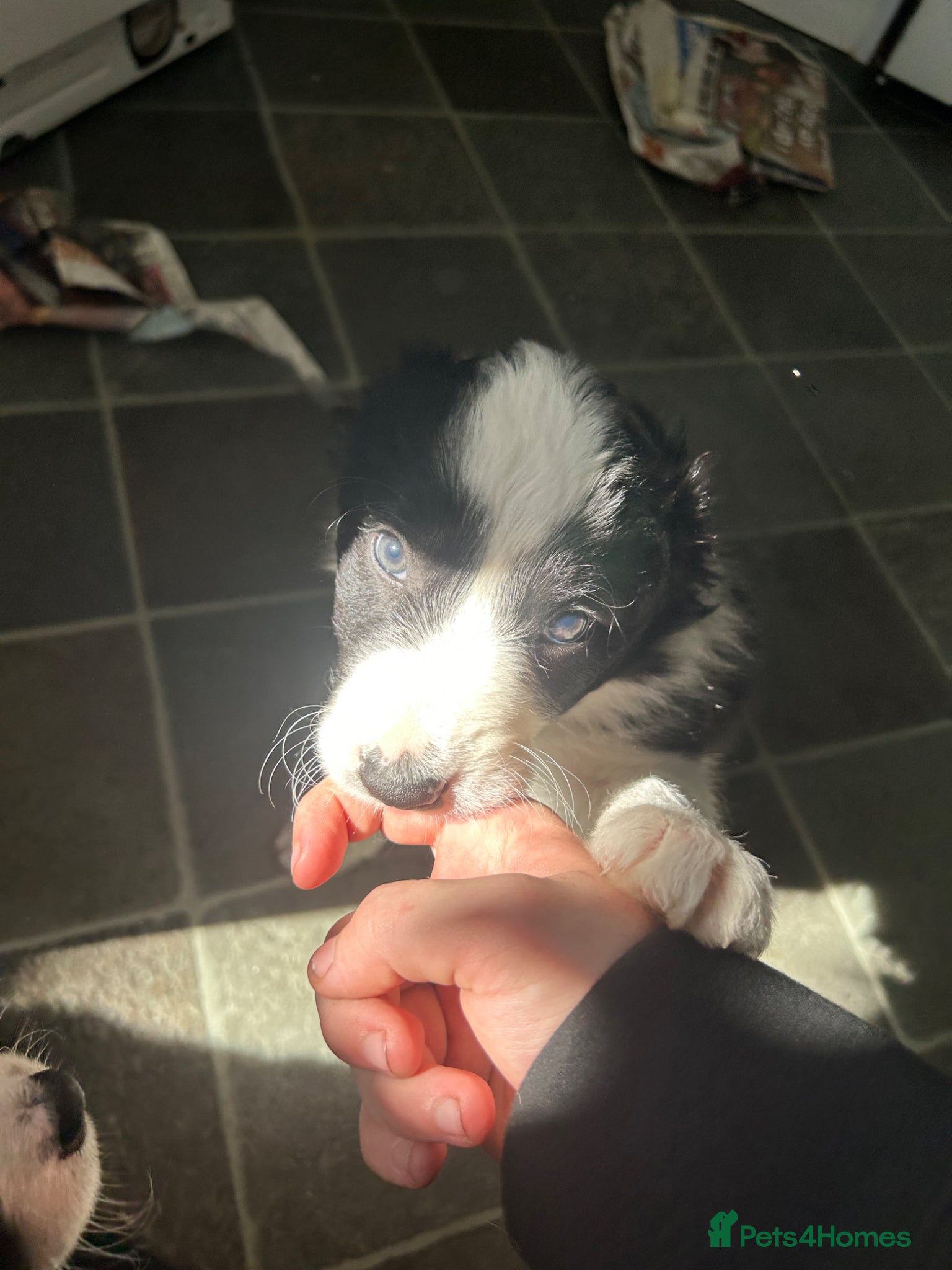 Border Collie dogs One beautiful collie boy - Advert 5
