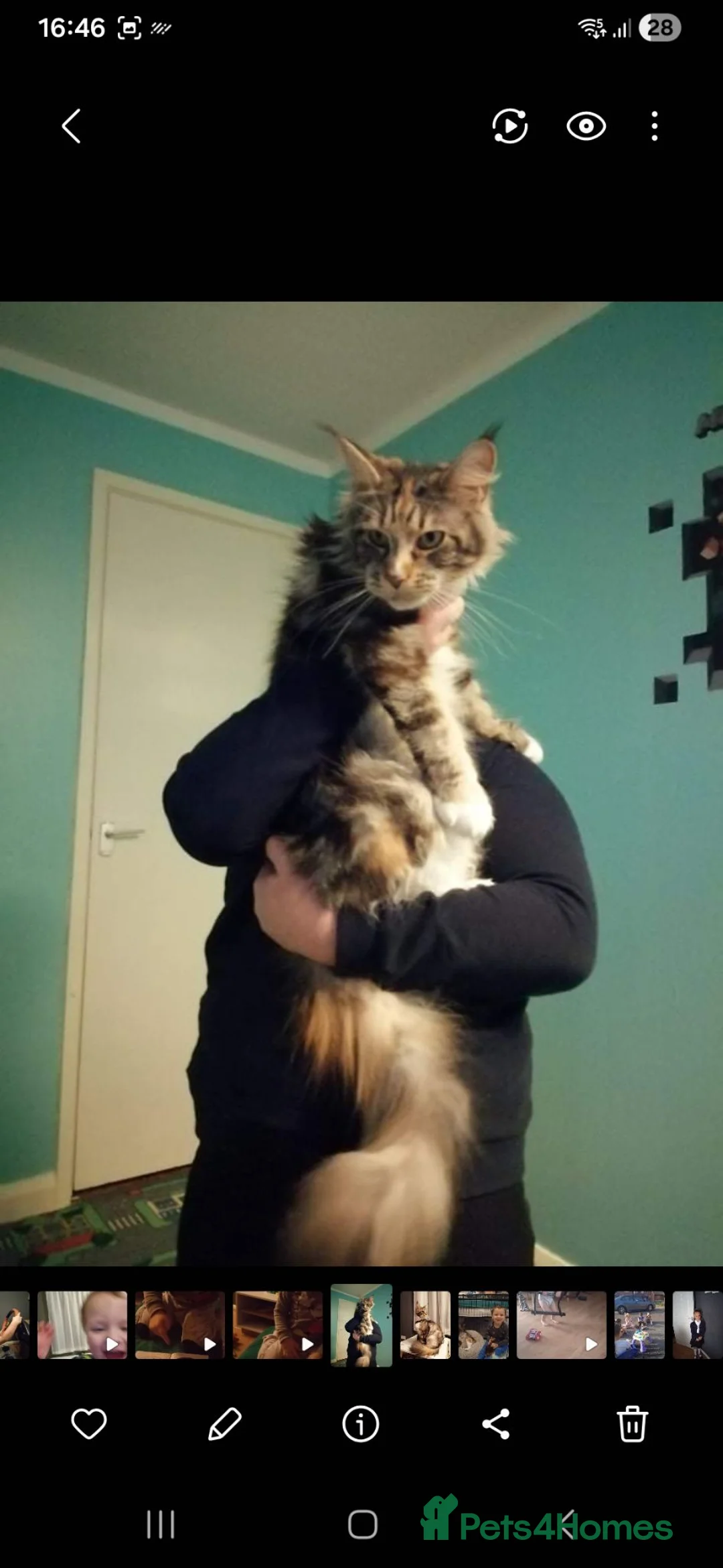 Maine Coon cats for sale: POLYDACTYL MAINE COONS!!! - Advert 23
