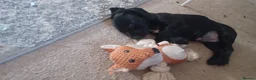 Mixed Breed dogs for sale: 2 female puppies for sale. - Advert 5